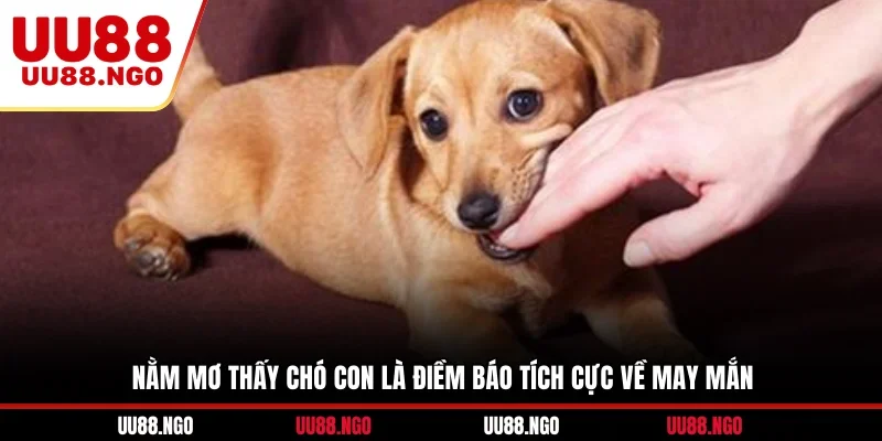 Nằm mơ thấy chó con là điềm báo tích cực về may mắn